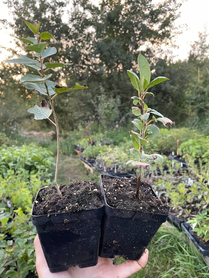 Carmine Jewel Cherry Seedling