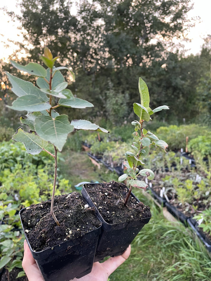 Carmine Jewel Cherry Seedling