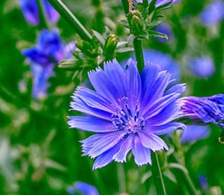 Chicory Seeds