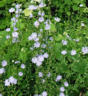 Chicory Seeds