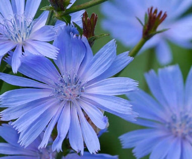Chicory Seeds