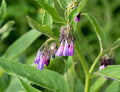 Comfrey Seeds