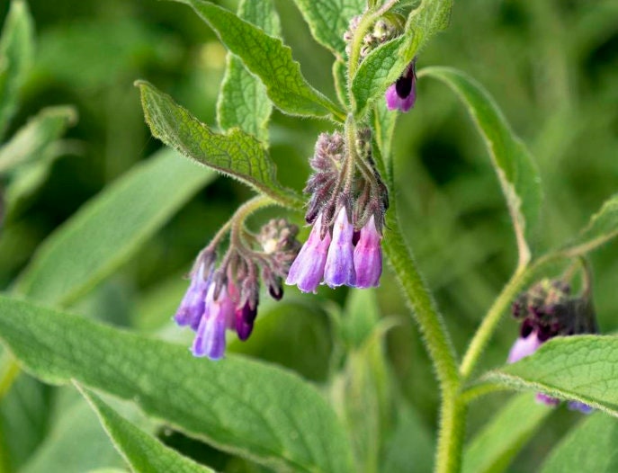 Comfrey Seeds