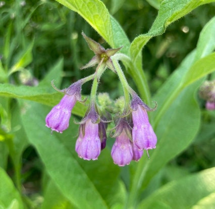 Comfrey Seeds
