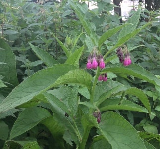 Comfrey Seeds