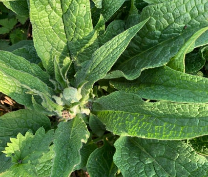Comfrey Seeds