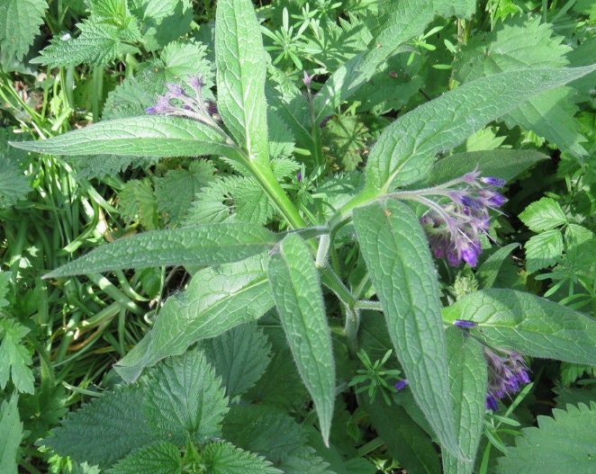 Comfrey Seeds