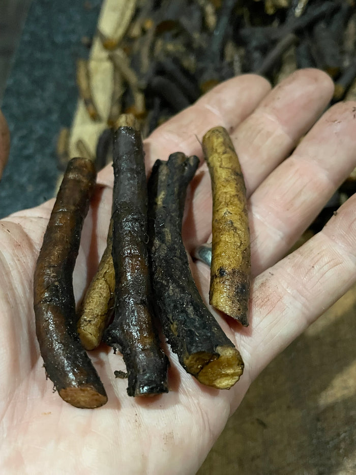 Common Comfrey Root Cuttings