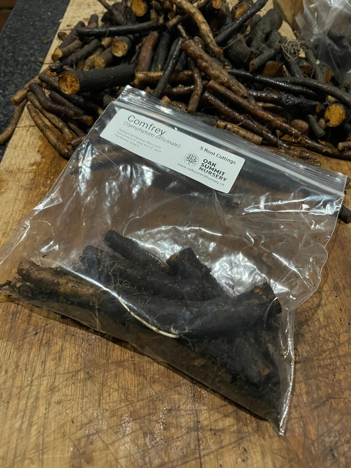 Common Comfrey Root Cuttings