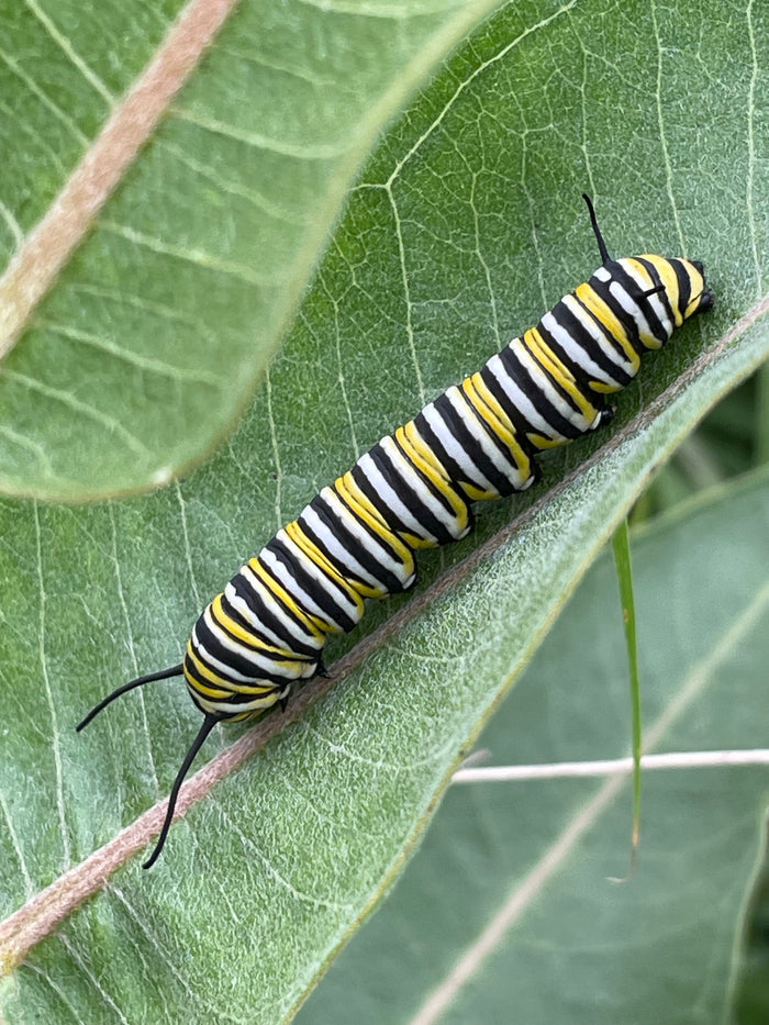 Common Milkweed Seeds