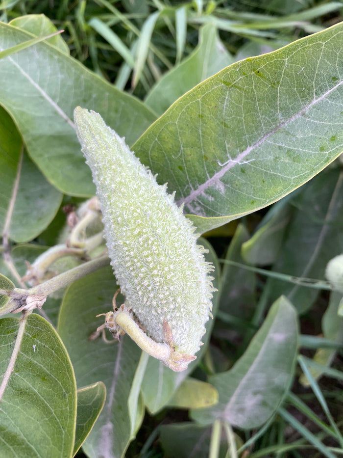 Common Milkweed, mature plant detail