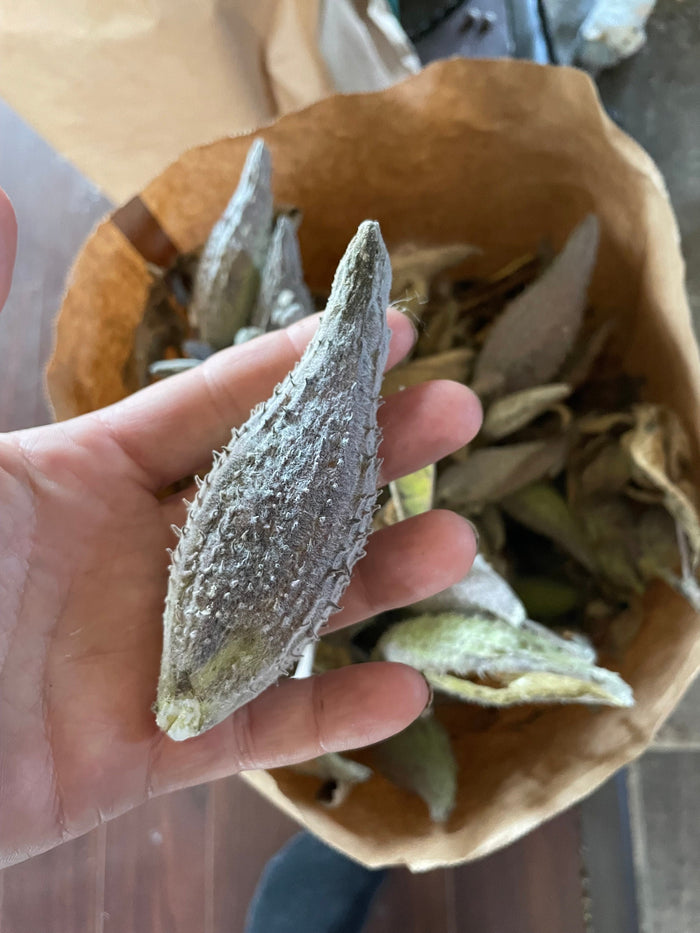 Common Milkweed Seeds