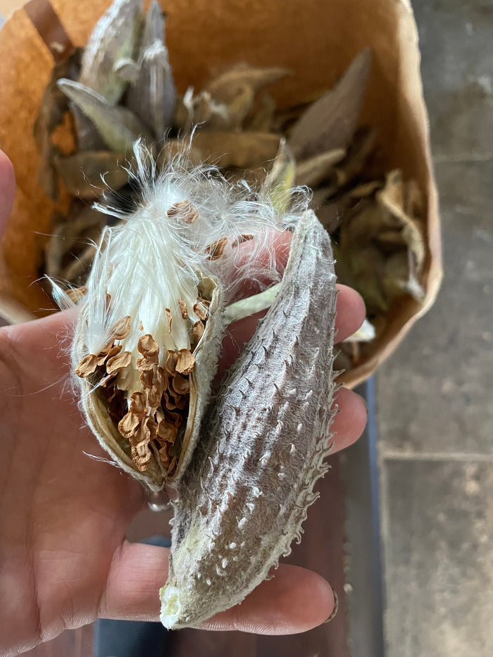 Common Milkweed Seeds