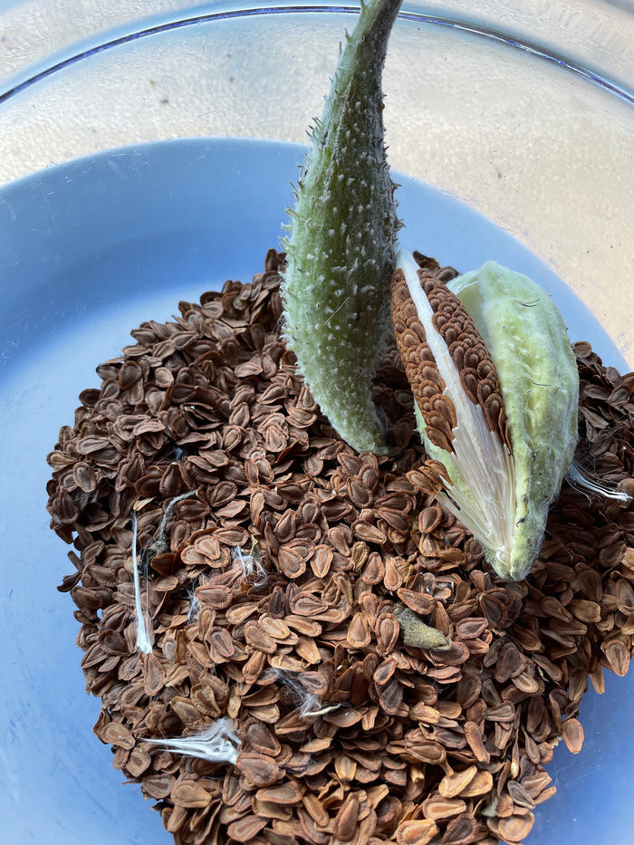 Common Milkweed Seeds