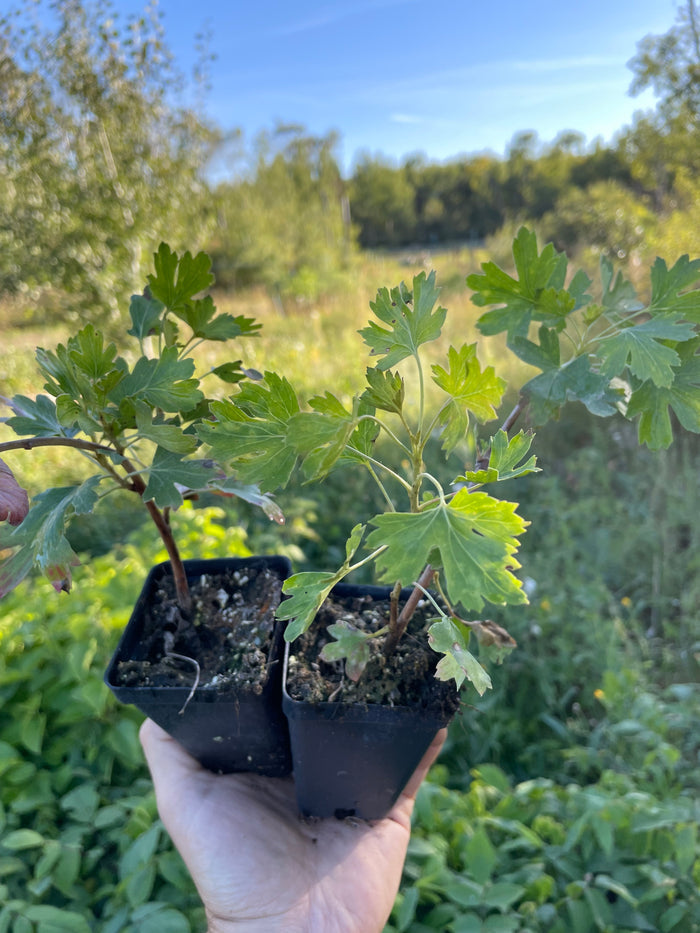 Crandall Clove Currant Seedlings