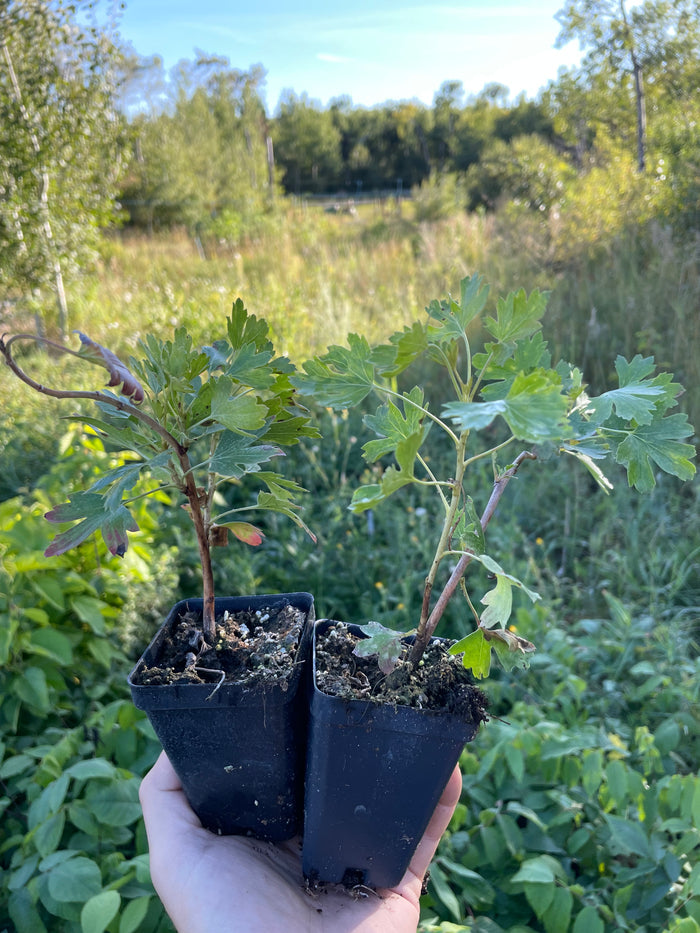 Crandall Clove Currant Seedlings