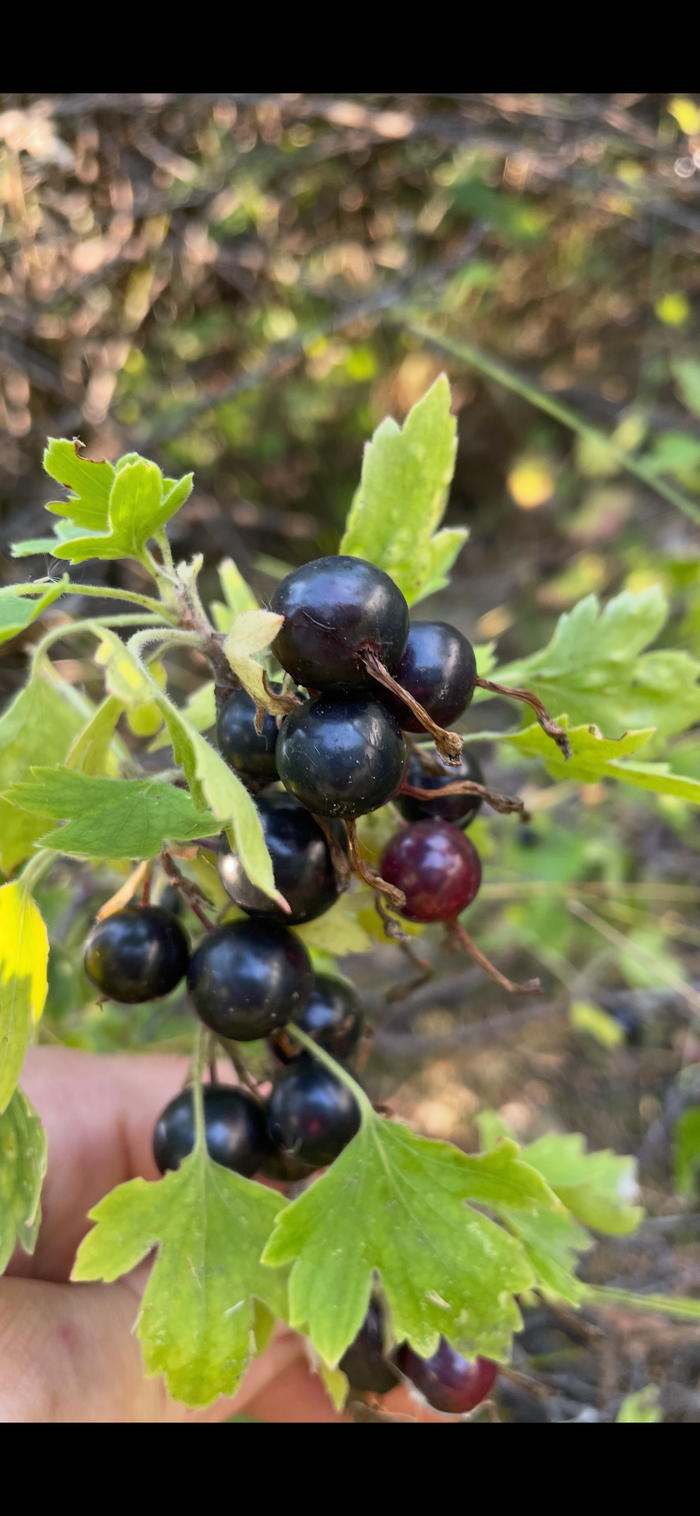 Crandall Clove Currant Seedlings