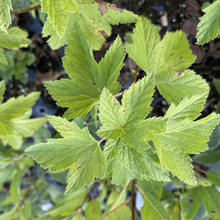Crusader Black Currant at Oak Summit Nursery, fall 2026