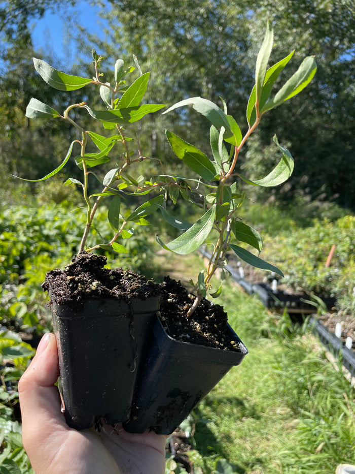 Curly Willow (Salix sp.)