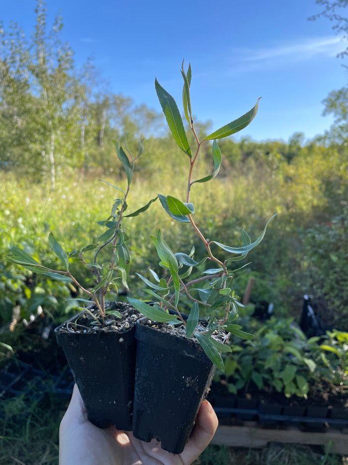 Curly Willow (Salix sp.)
