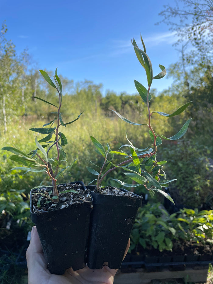 Curly Willow (Salix sp.)