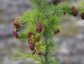 Dahurian Larch Seeds