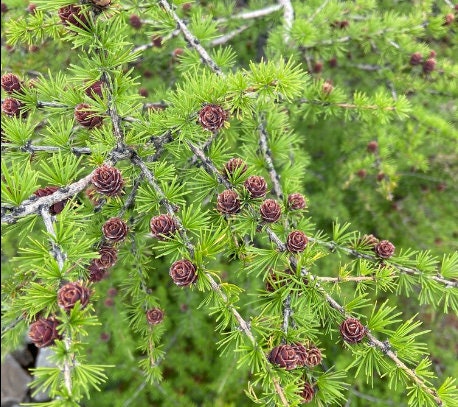 Dahurian Larch Seeds
