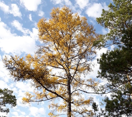 Dahurian Larch Seeds