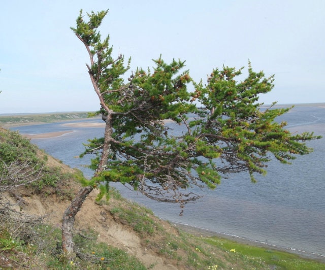 Dahurian Larch Seeds