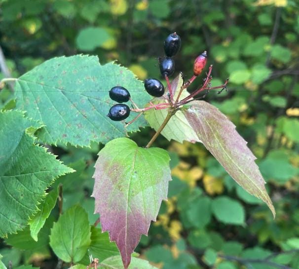 Downy Arrowwood Seeds