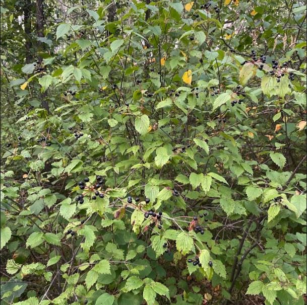 Downy Arrowwood Seeds