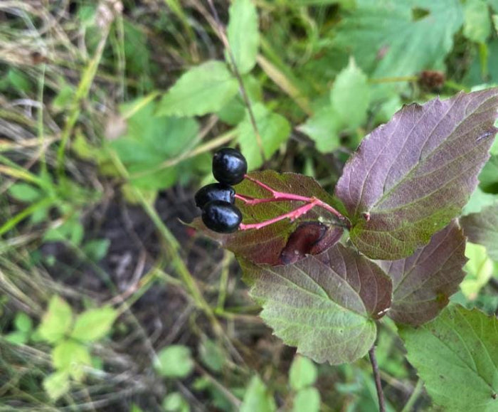 Downy Arrowwood Seeds