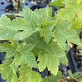 Eagle Black Currant at Oak Summit Nursery, fall 2026