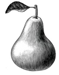 Early Gold Pear Tree