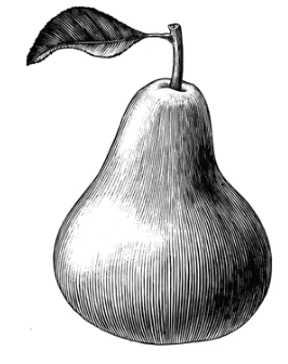 Early Gold Pear Tree