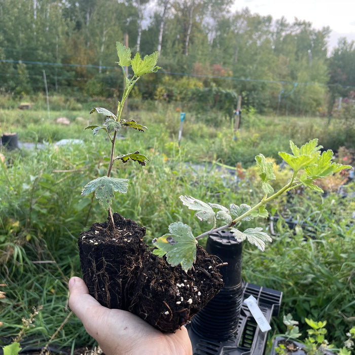 Easy Pickings Gooseberry