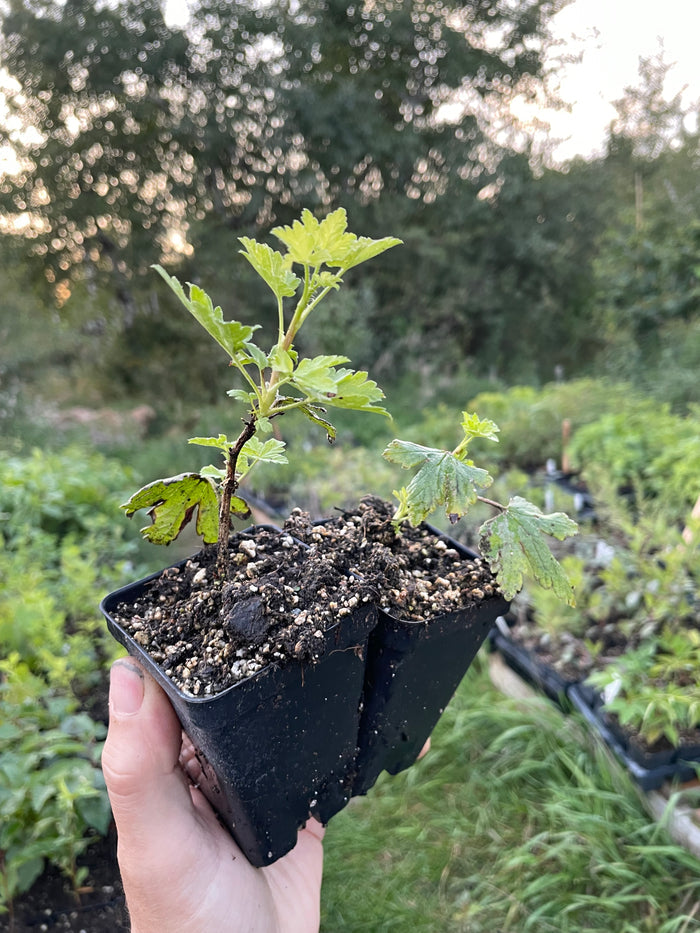 Easy Pickings Gooseberry