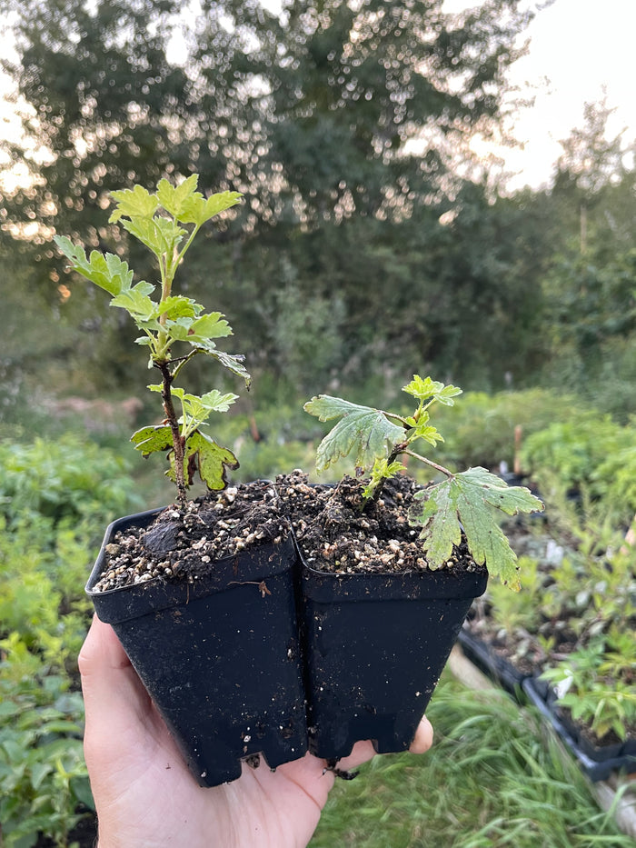 Easy Pickings Gooseberry