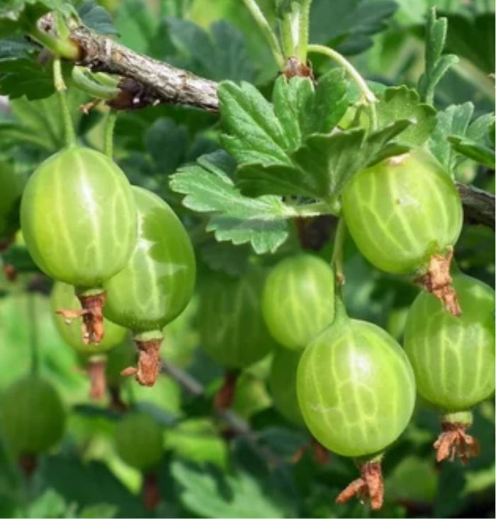 Easy Pickings Gooseberry