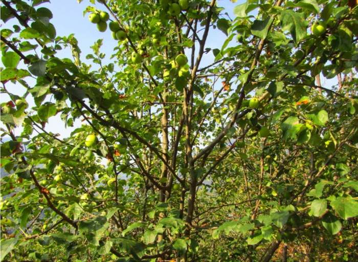 European Wild Crabapple Seeds