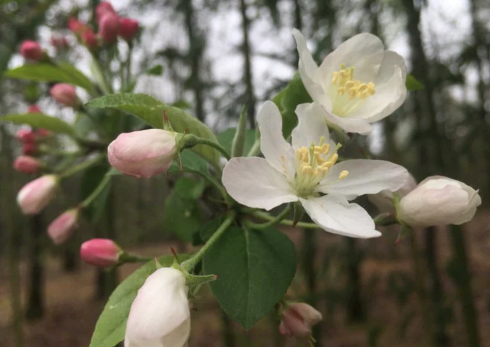 European Wild Crabapple Seeds