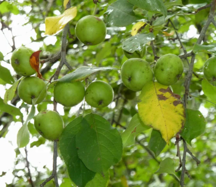 European Wild Crabapple Seeds