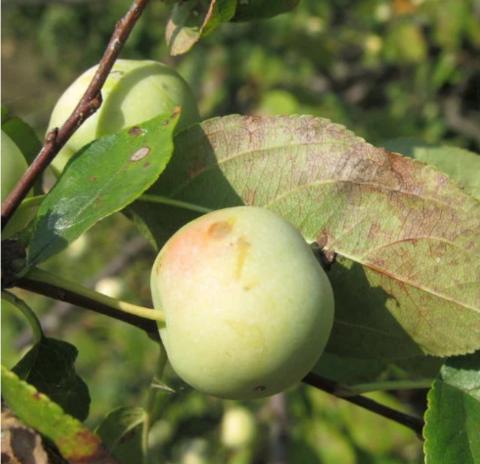 European Wild Crabapple Seeds