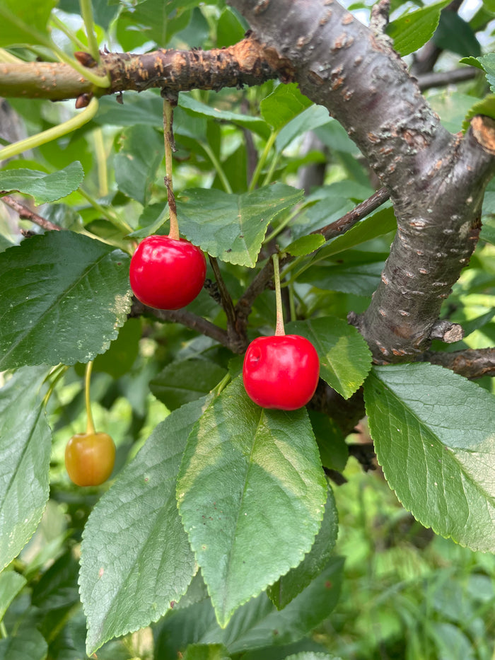 Evans Cherry Seeds