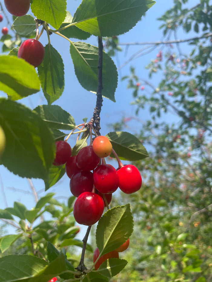 Evans Cherry Seeds