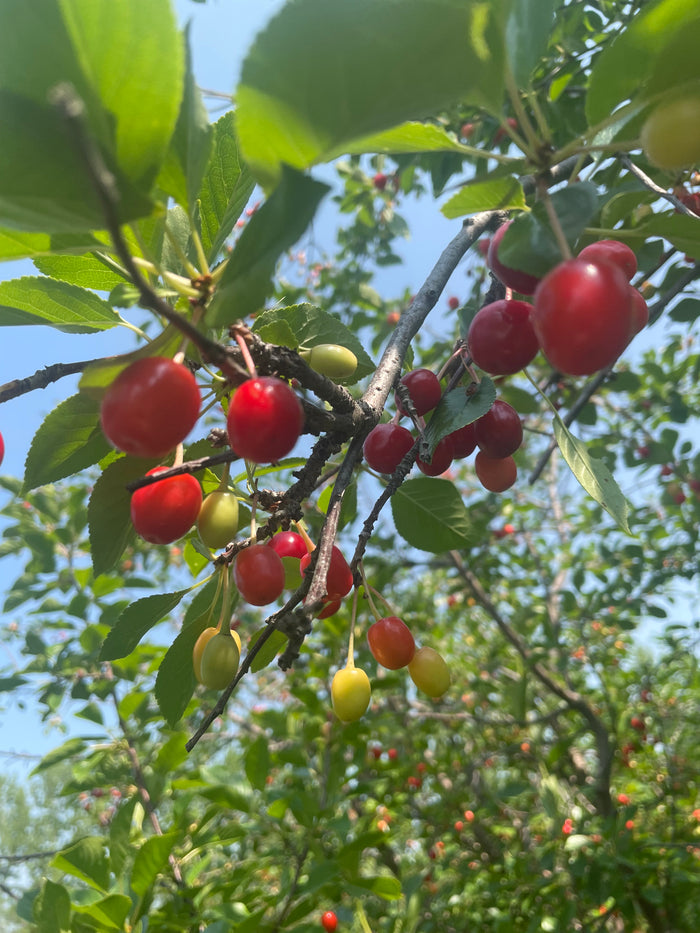 Evans Cherry Seeds