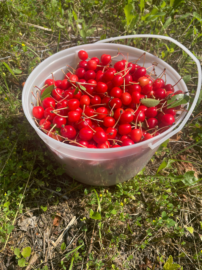 Evans Cherry Seeds