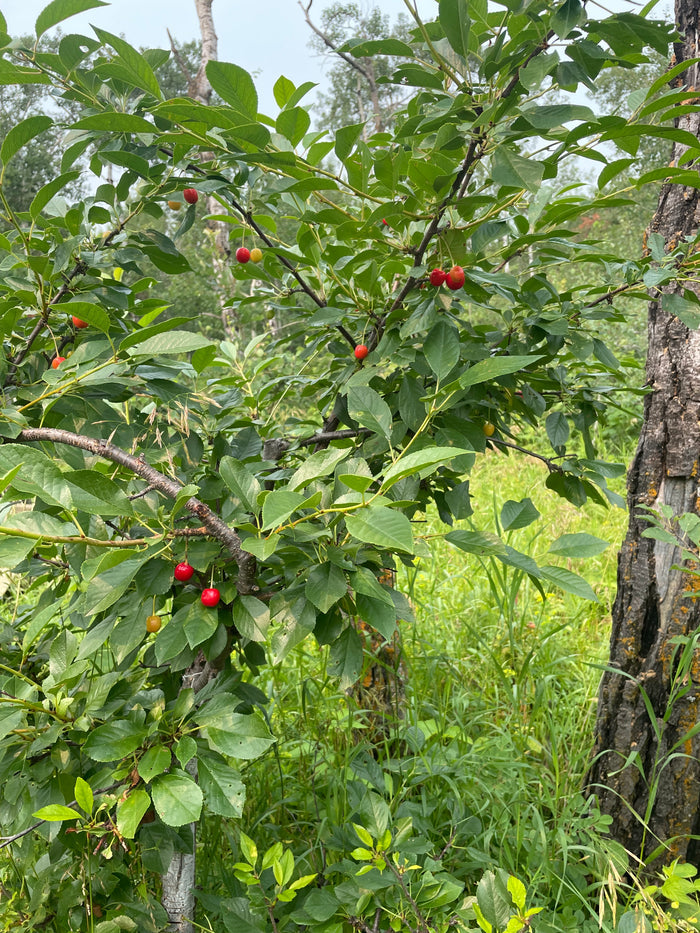 Evans Cherry Seeds