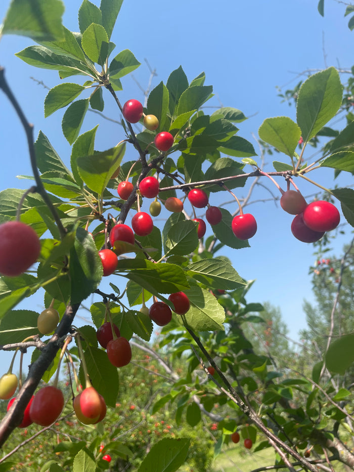 Evans Cherry Seeds