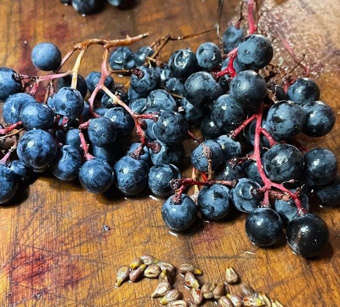 Frontenac Grape Seeds